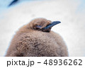 キングペンギンのひな 48936262