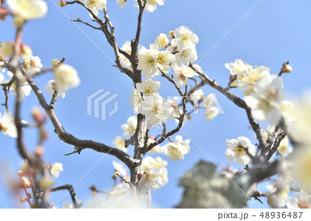 梅の花 48936487