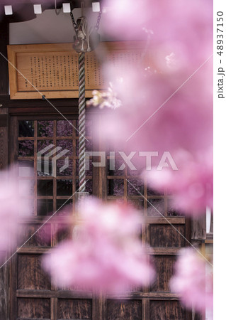 長徳寺のおかめ桜 48937150