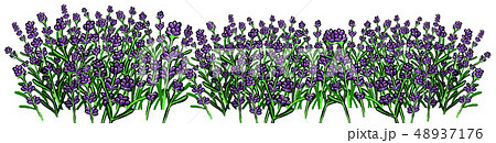 ラベンダーのイラスト 48937176