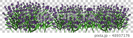 淡紫色的例證 48937176