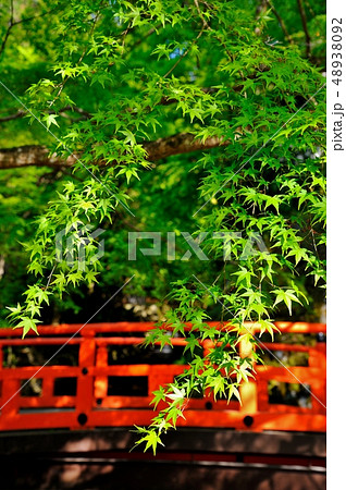 律川未明橋と新緑 48938092