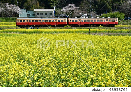 菜の花と小湊鉄道 48938765