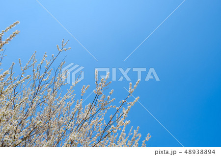 【写真素材】梅の花　青空　３月　春　コピースペース 48938894