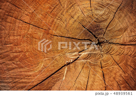 Texture of cutting timber by chainsaw. 48939561