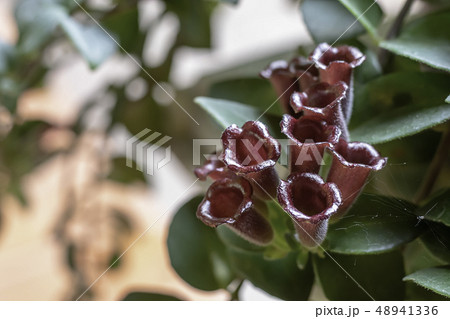 Bright red flowers Background blurry green leaves. Bright red flowers Background blurry green leaves. 48941336