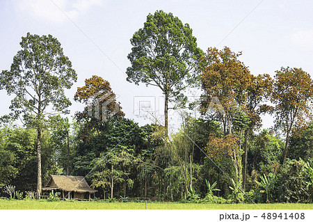 The wooden huts in rice fields and trees. 48941408