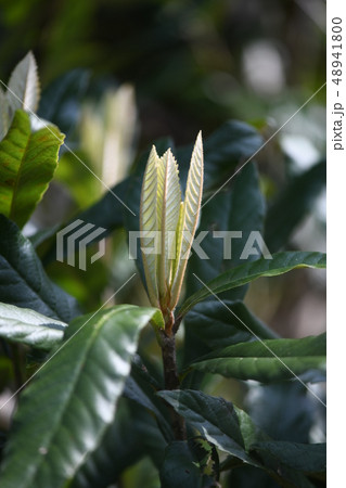 枇杷の新芽 枇杷の新芽 48941800