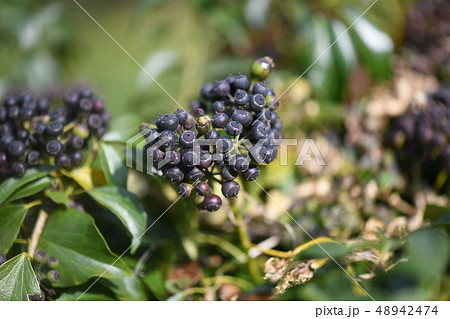 キヅタの果実 48942474