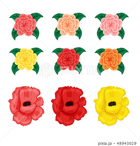 Flower set rose and hibistus isolated on white background Flower set rose and hibistus isolated on white background 48943029