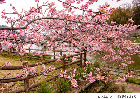河津桜 千葉県安房郡鋸南町 佐久間ダム 河津桜 千葉県安房郡鋸南町 佐久間ダム 48943330