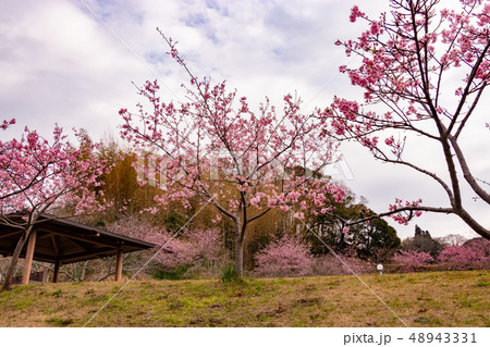 河津桜 千葉県安房郡鋸南町 佐久間ダム 河津桜 千葉県安房郡鋸南町 佐久間ダム 48943331
