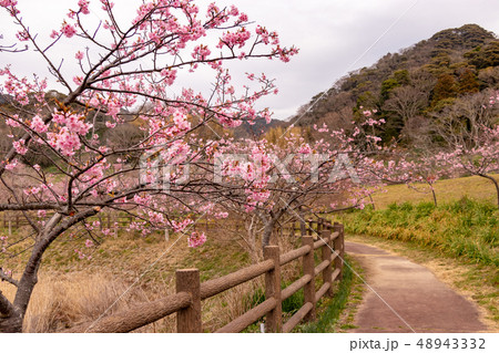 河津桜 千葉県安房郡鋸南町 佐久間ダム 河津桜 千葉県安房郡鋸南町 佐久間ダム 48943332