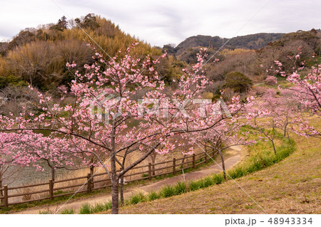 河津桜　千葉県安房郡鋸南町　佐久間ダム 48943334