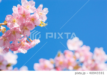 日本の美 さくら 日本の美 さくら 48943591