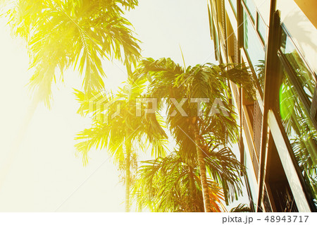 Group tropical palm trees near with apartment Group tropical palm trees near with apartment 48943717