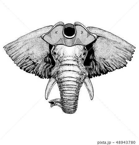 African or indian elephant wearing pirate tricorn hat. Capitan costume. 48943780