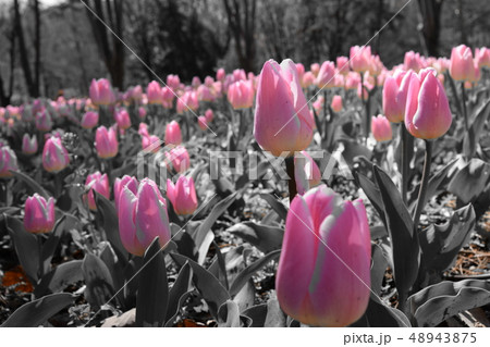 チューリップ畑 春のお花畑 ピンクのチューリップ Tulipの写真素材