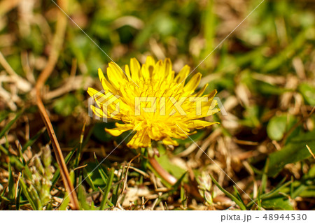 Yellow dandelion in the spring. Macro shooting, Yellow dandelion in the spring. Macro shooting, 48944530