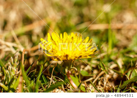 Yellow dandelion in the spring. Macro shooting, Yellow dandelion in the spring. Macro shooting, 48944531