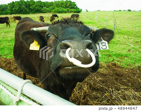 牛のどアップ 48944647