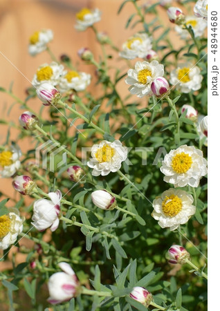 花かんざし 花かんざし 48944680