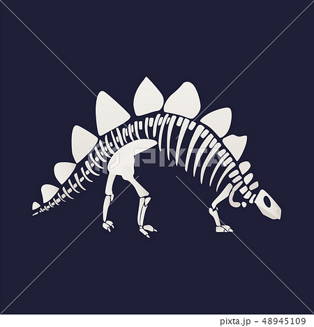 White skeleton and bones of a stegosaurus on blue background. White skeleton and bones of a stegosaurus on blue background. 48945109
