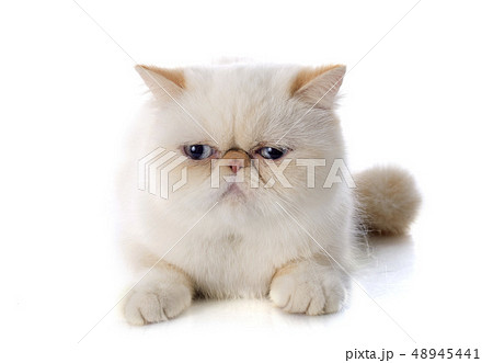 exotic shorthair cat 48945441