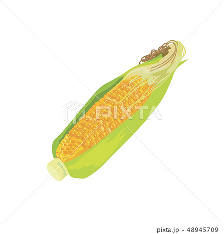 とうもろこし イラスト 夏野菜 のイラスト素材