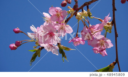 青空と桜 青空と桜 48945809