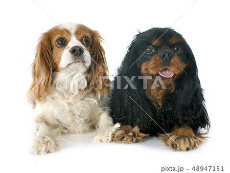 two cavalier king charles two cavalier king charles 48947131