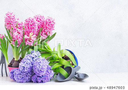 Gardening concept with hyacinth fresh flowers Gardening concept with hyacinth fresh flowers 48947603