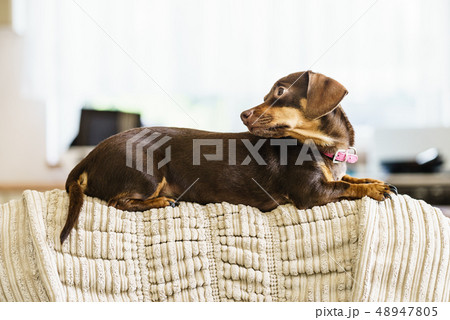 Little dog sitting on couch Little dog sitting on couch 48947805