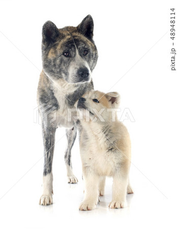 akita inu 48948114