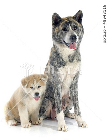 akita inu 48948116