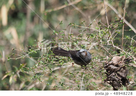 ヒヨドリ 48948228