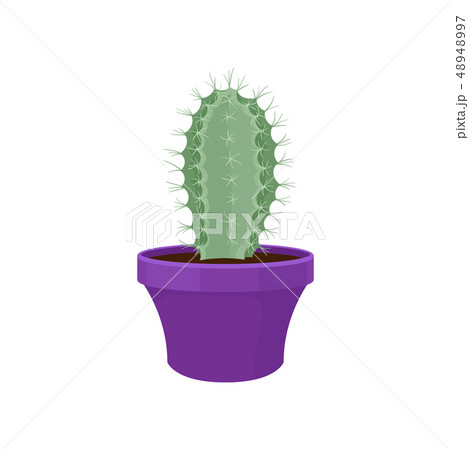 Cactus in purple flowerpot. Natural interior decor. 48948997