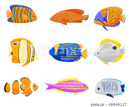 Collection Of Colorful Fish On White Background のイラスト素材