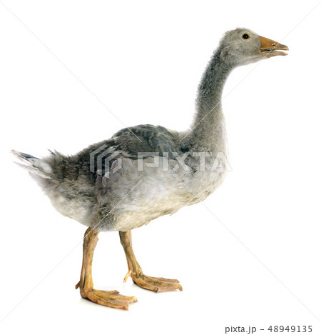 gray gosling gray gosling 48949135