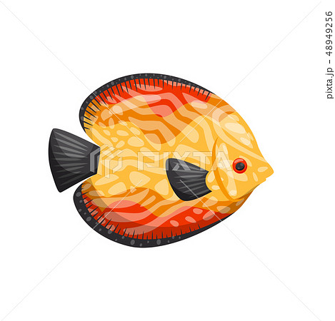 Tropical fish on white background. Water life. Tropical fish on white background. Water life. 48949256