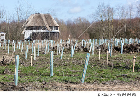 Preparing the ground for planting trees Preparing the ground for planting trees 48949499
