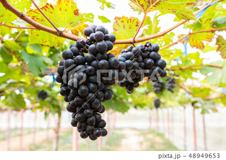 Ripe grapes on old vine, lush green leaves in Ripe grapes on old vine, lush green leaves in 48949653