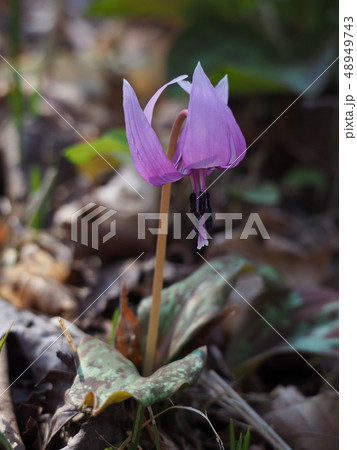 カタクリの花 48949743