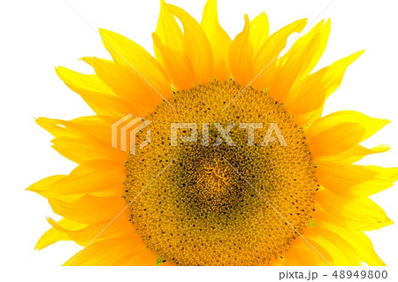 ヒマワリ 花 植物 48949800