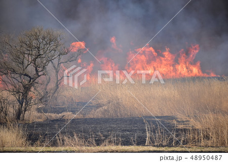 栃木県、渡良瀬遊水地のヨシ焼き 栃木県、渡良瀬遊水地のヨシ焼き 48950487