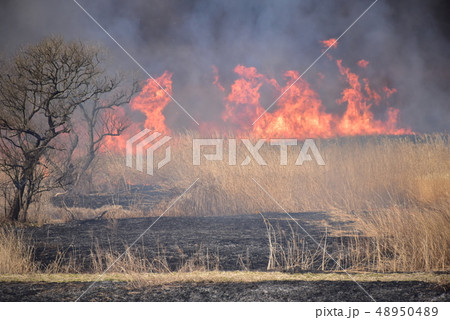 栃木県、渡良瀬遊水地のヨシ焼き 48950489