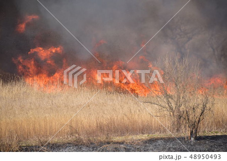 栃木県、渡良瀬遊水地のヨシ焼き 48950493
