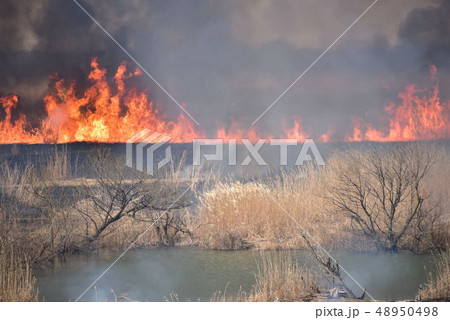 栃木県、渡良瀬遊水地のヨシ焼き 48950498