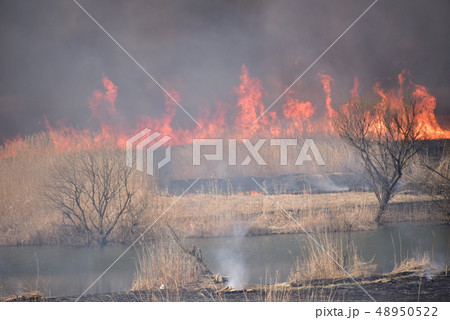 栃木県、渡良瀬遊水地のヨシ焼き 48950522