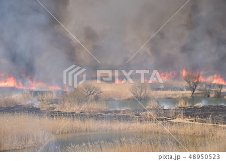 栃木県、渡良瀬遊水地のヨシ焼き 48950523